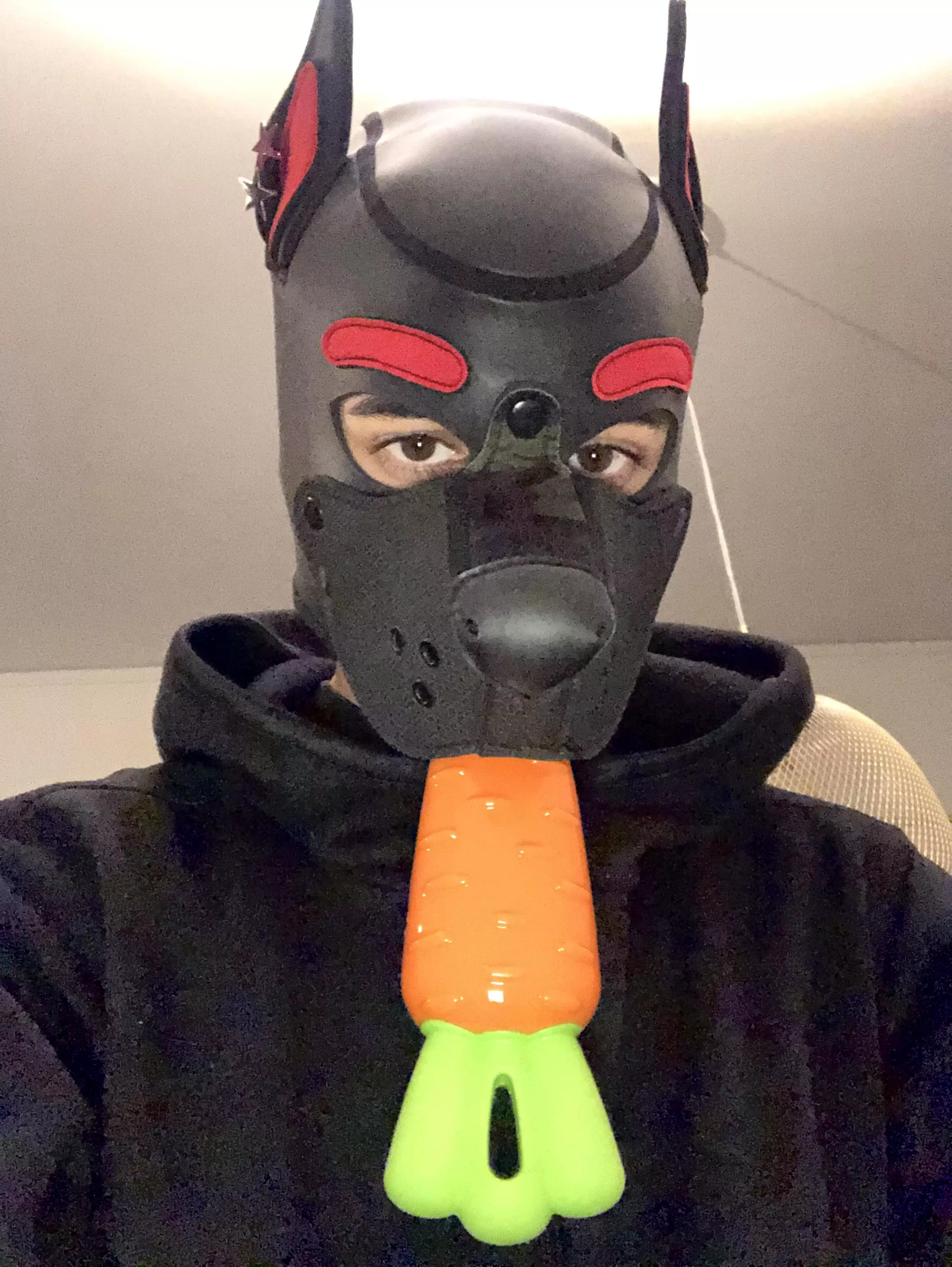 Took a peek in the dog shop today…