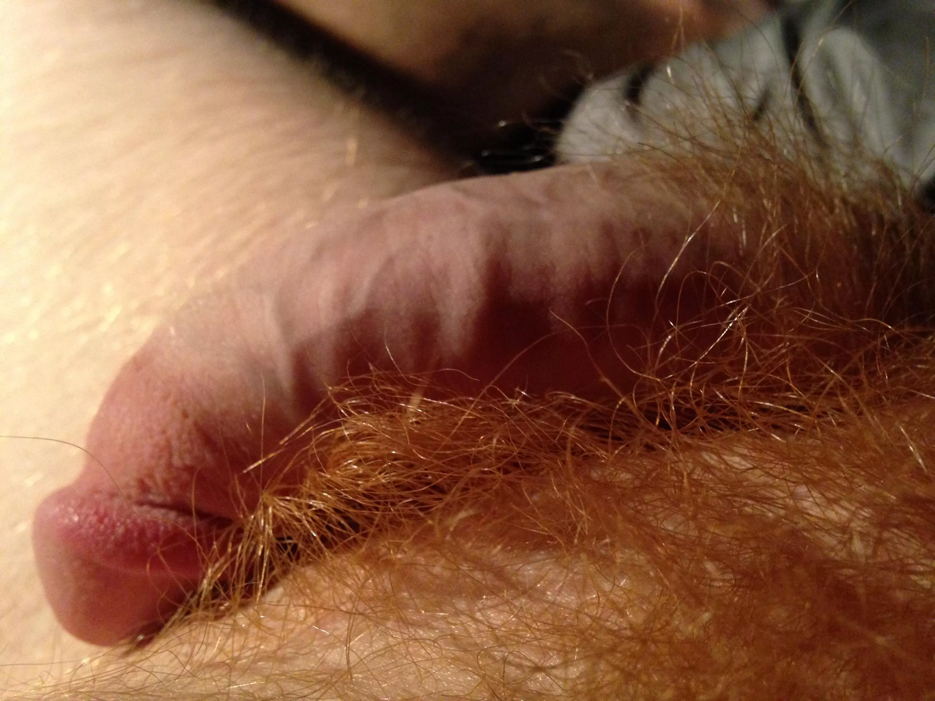 🔥bush providing the warmth