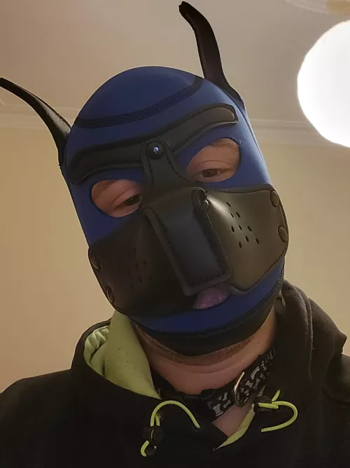 New pup with his first hood 😊