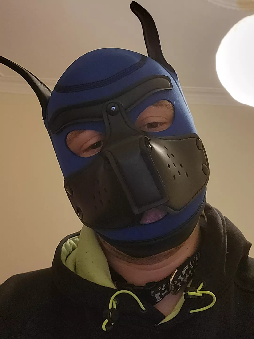 New pup with his first hood 😊