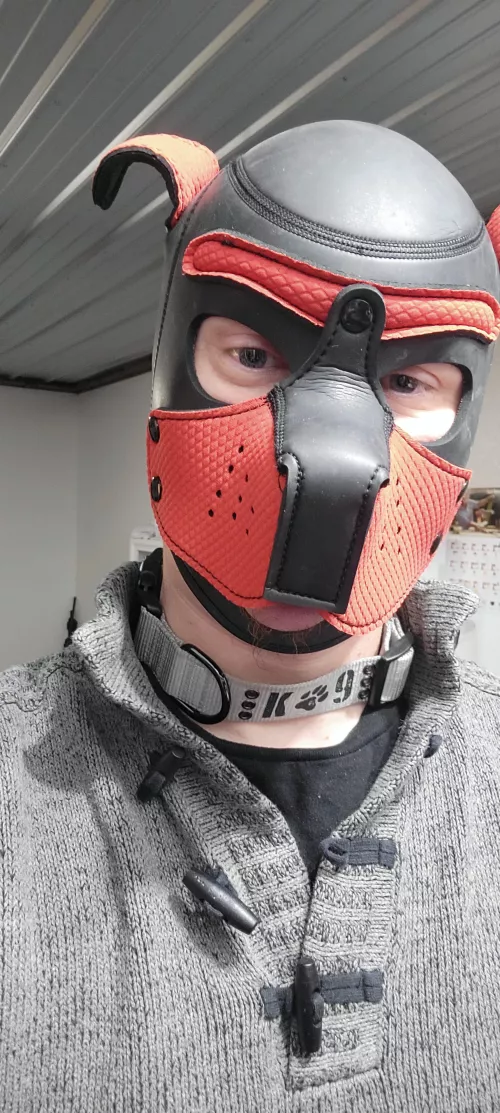 Happy Holidays to all my fellow pups and the amazing Owners!