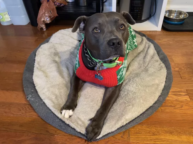 Blizzard is loving his new sweater Santa brought him