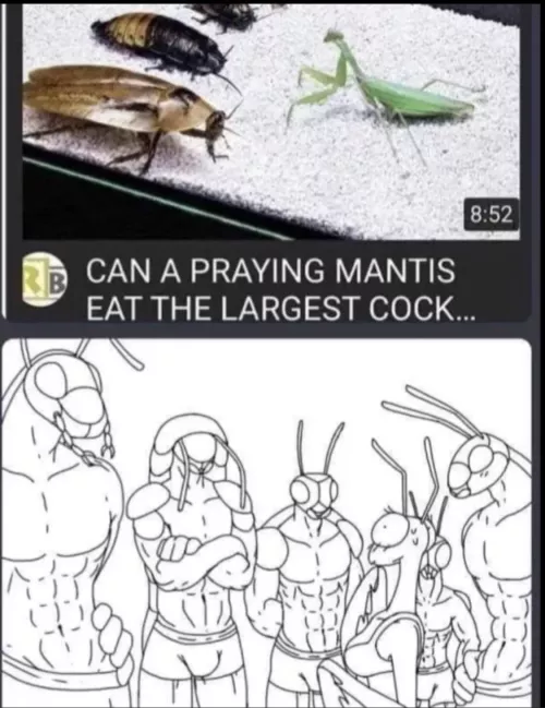 Can praying mantis girl eat the largest cock?
