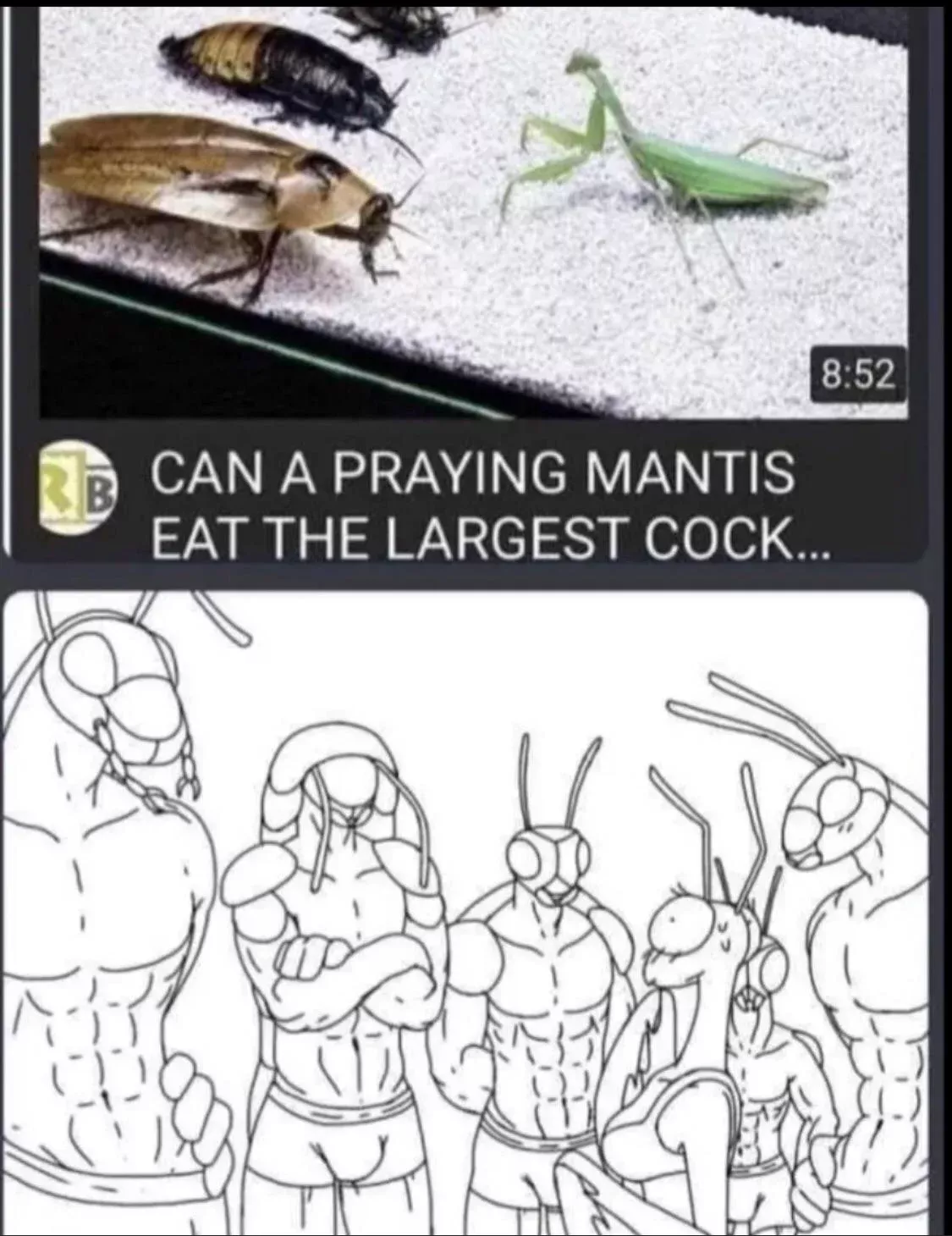 Can praying mantis girl eat the largest cock?