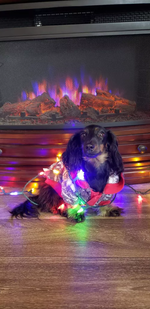 Slinky's cozy this Christmas