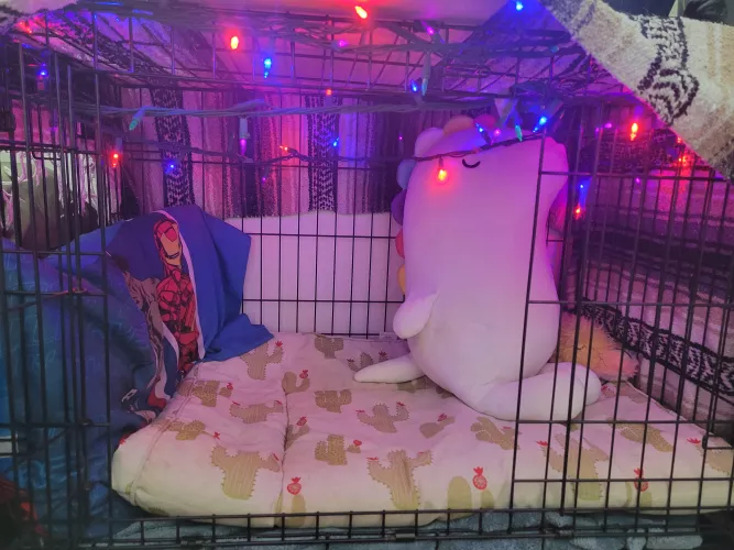 ftm (he/him) had a really crappy Christmas cause of family deaths but I hung up some lights in my crate, hope everyone had a really good holiday 🖤🖤