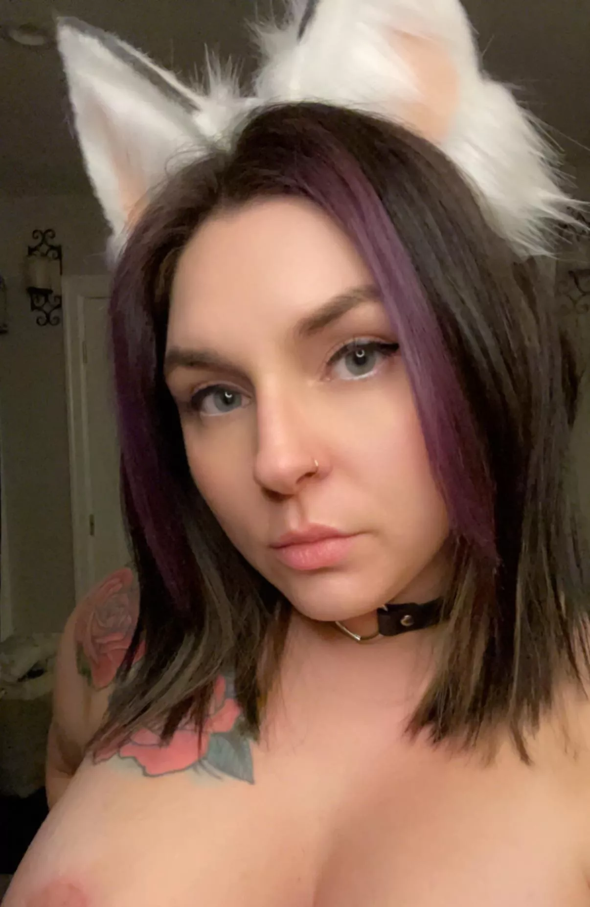 Cute little collared wolf 🖤