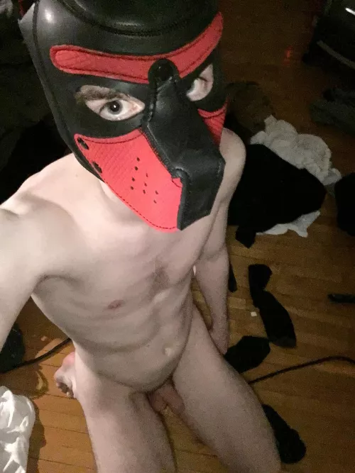 19 pup needs a strict handler for life