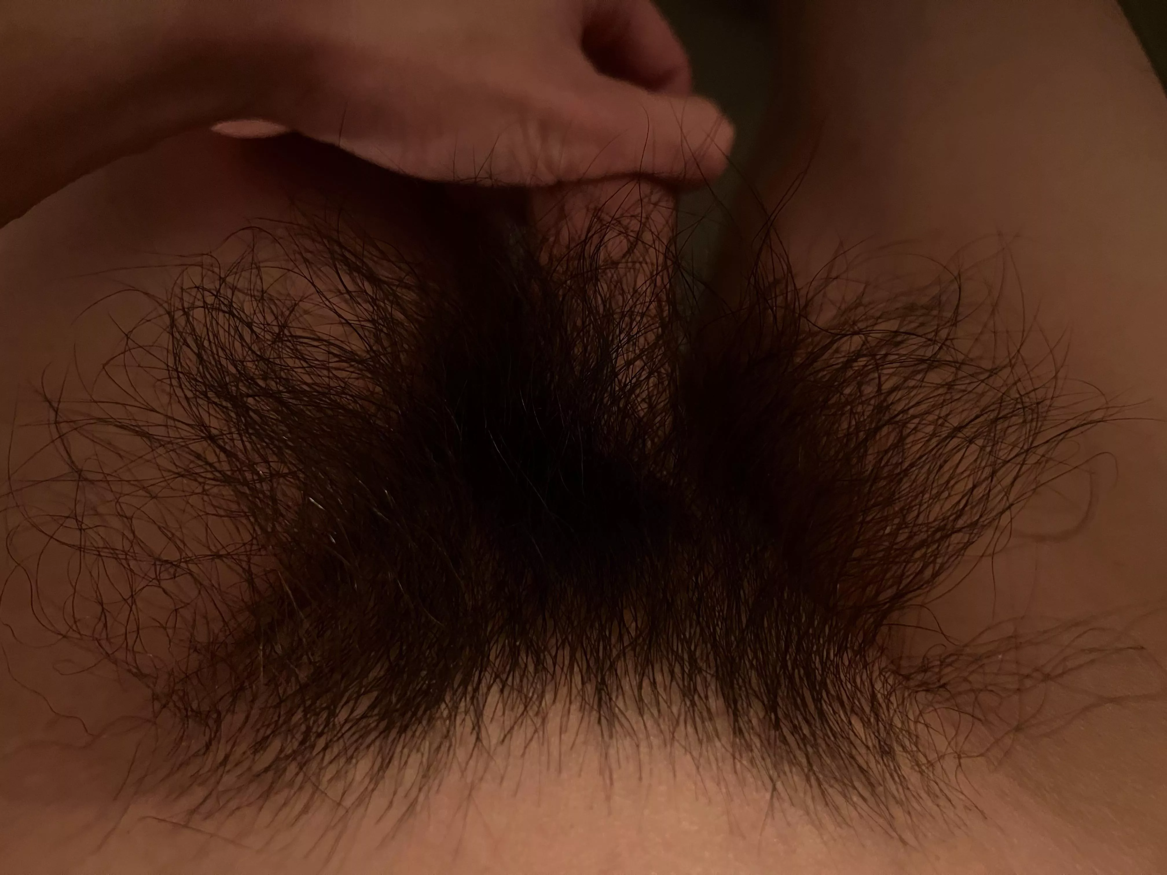 These hairy pubes need some attention tonight
