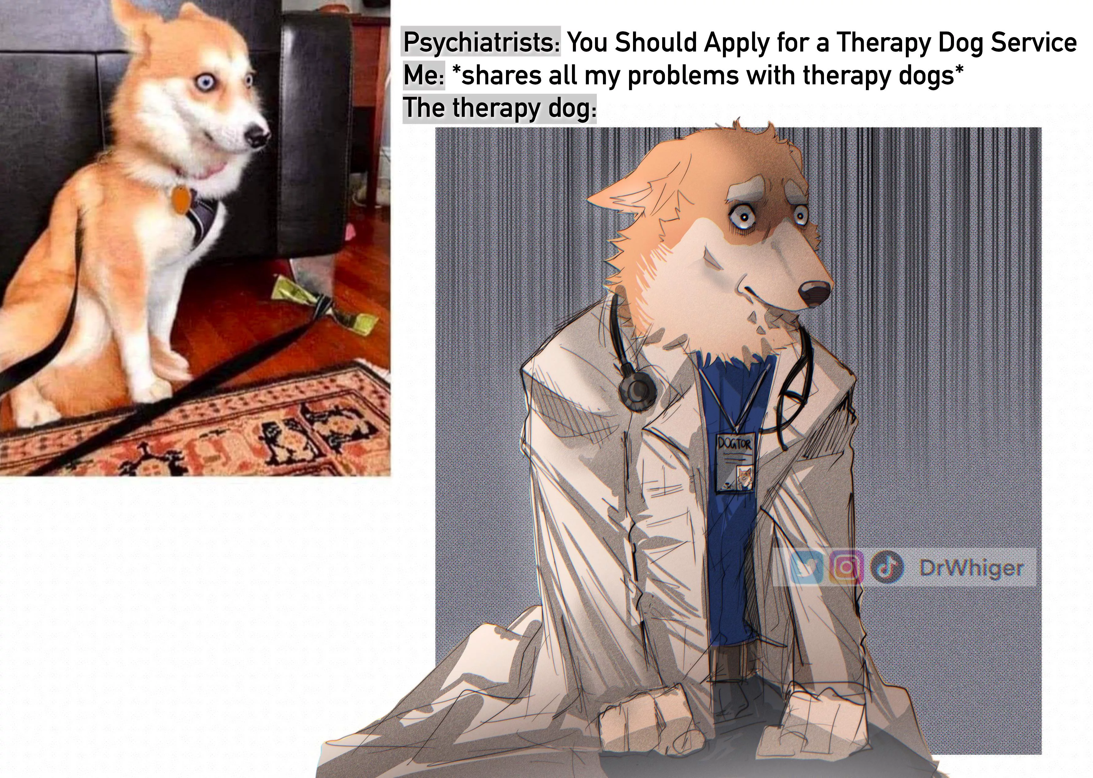 The therapist dog hates his job now