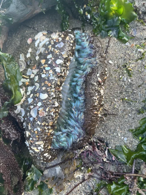 Anemone bioluminescence in daylight