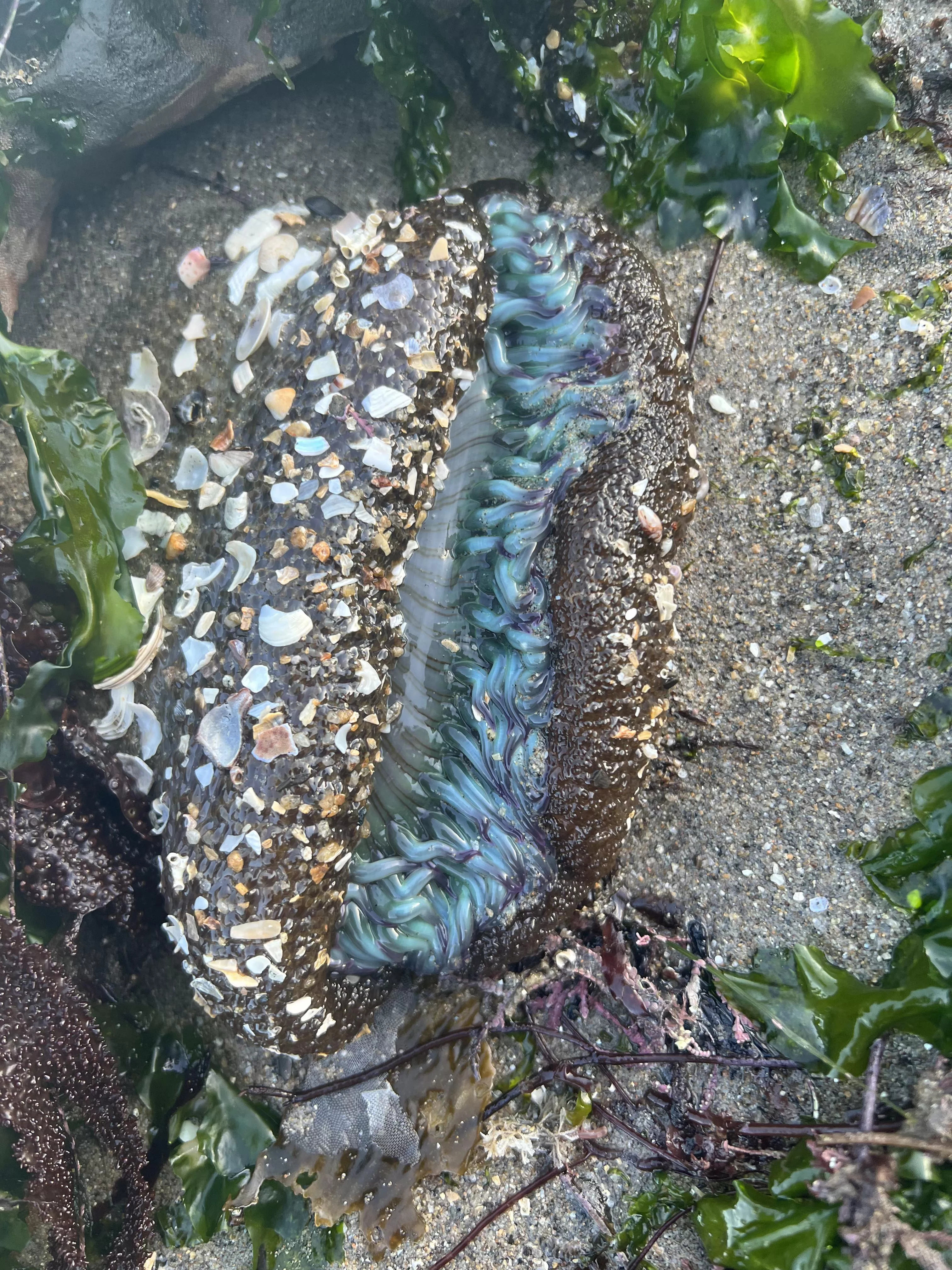 Anemone bioluminescence in daylight