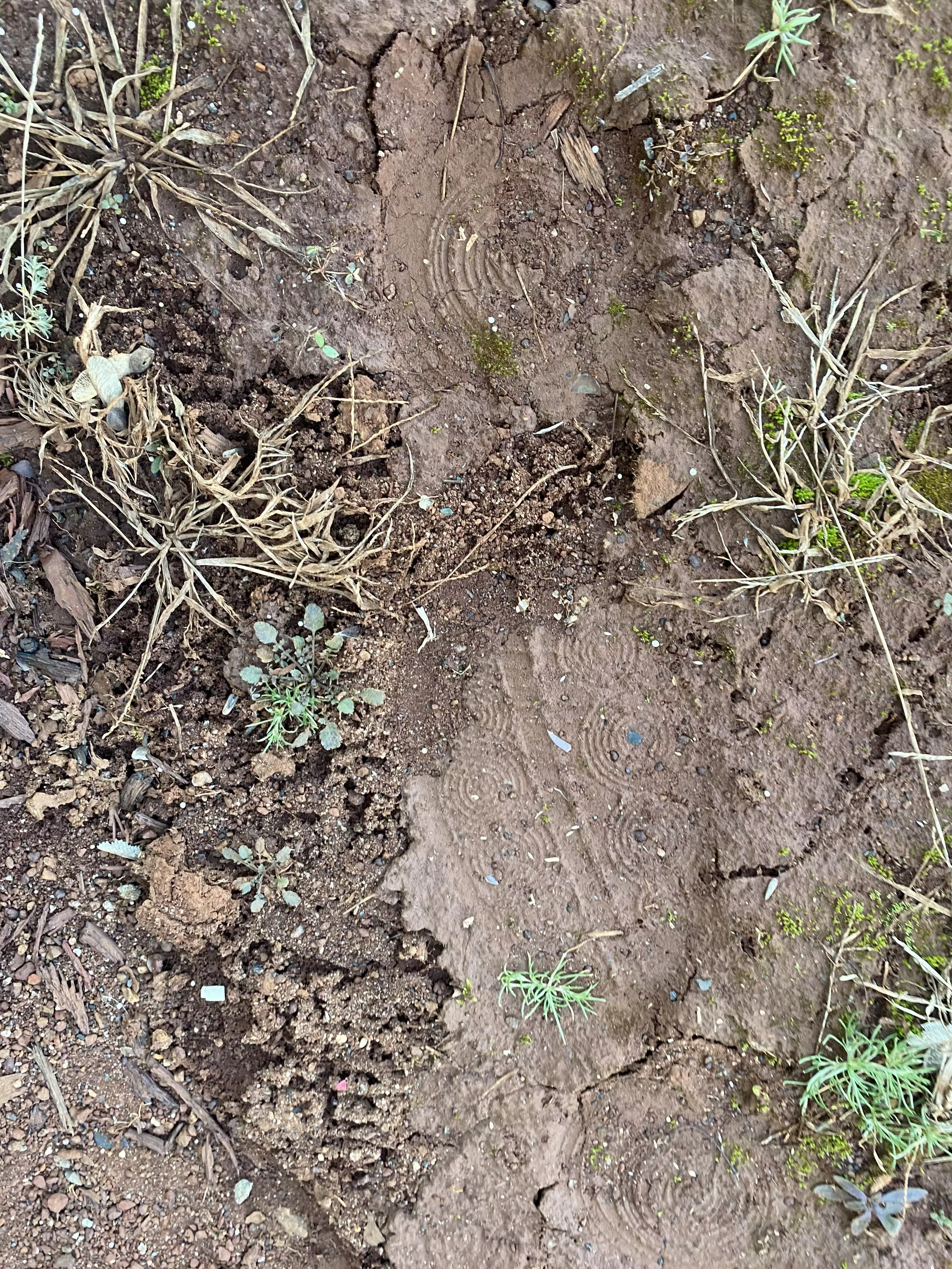 HELP IDENTIFY THIS SHOE