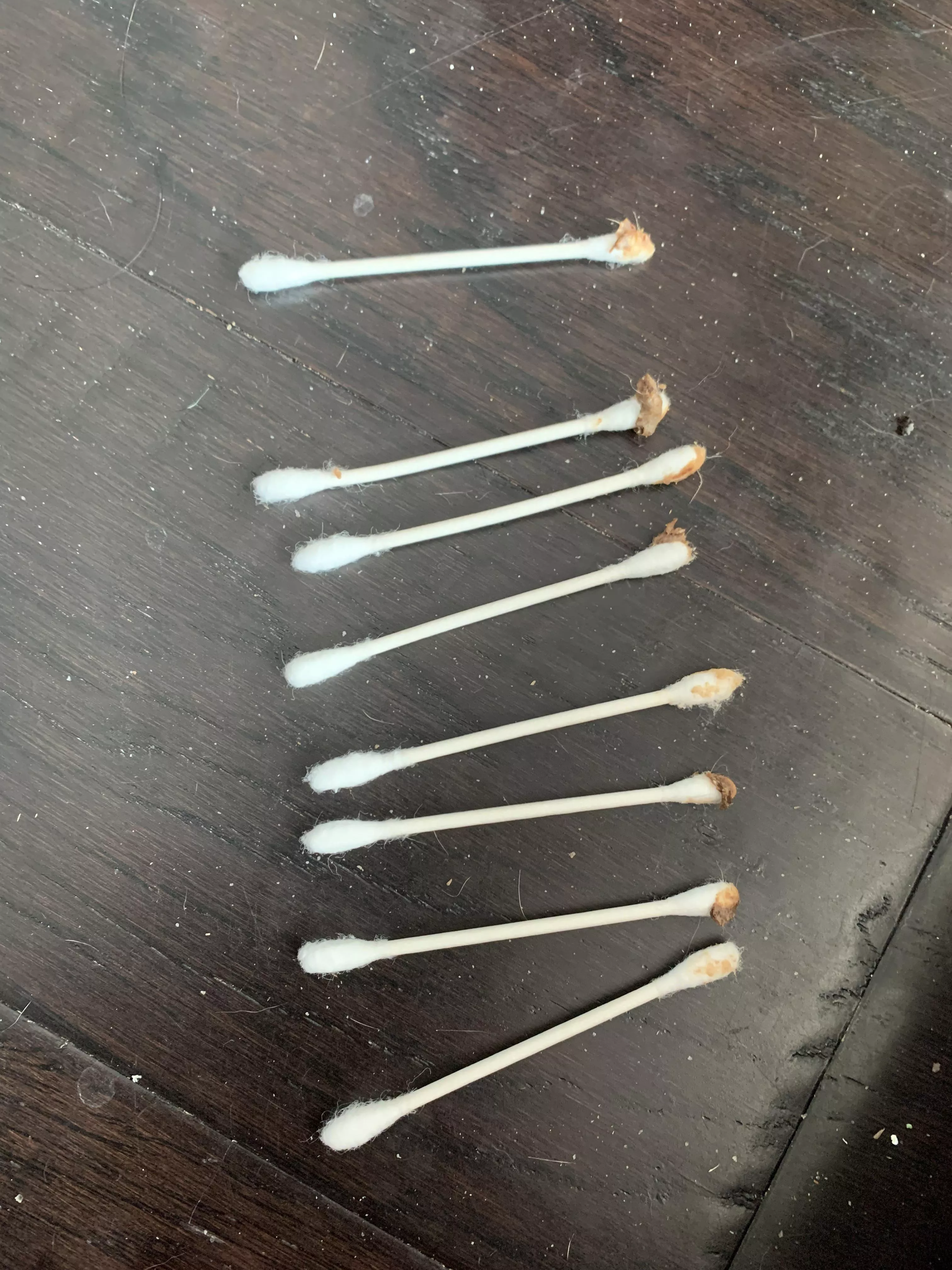 I cleaned out my dogs ears