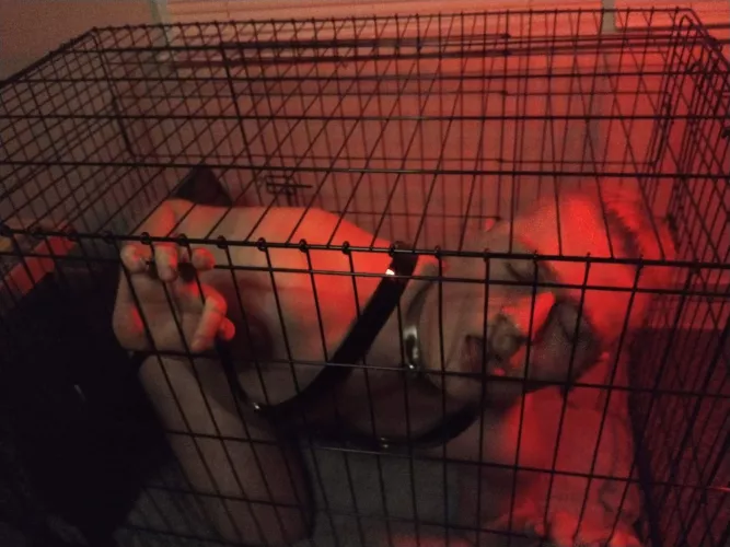 I promise I'll be a good boy if you let me out🐶❤️