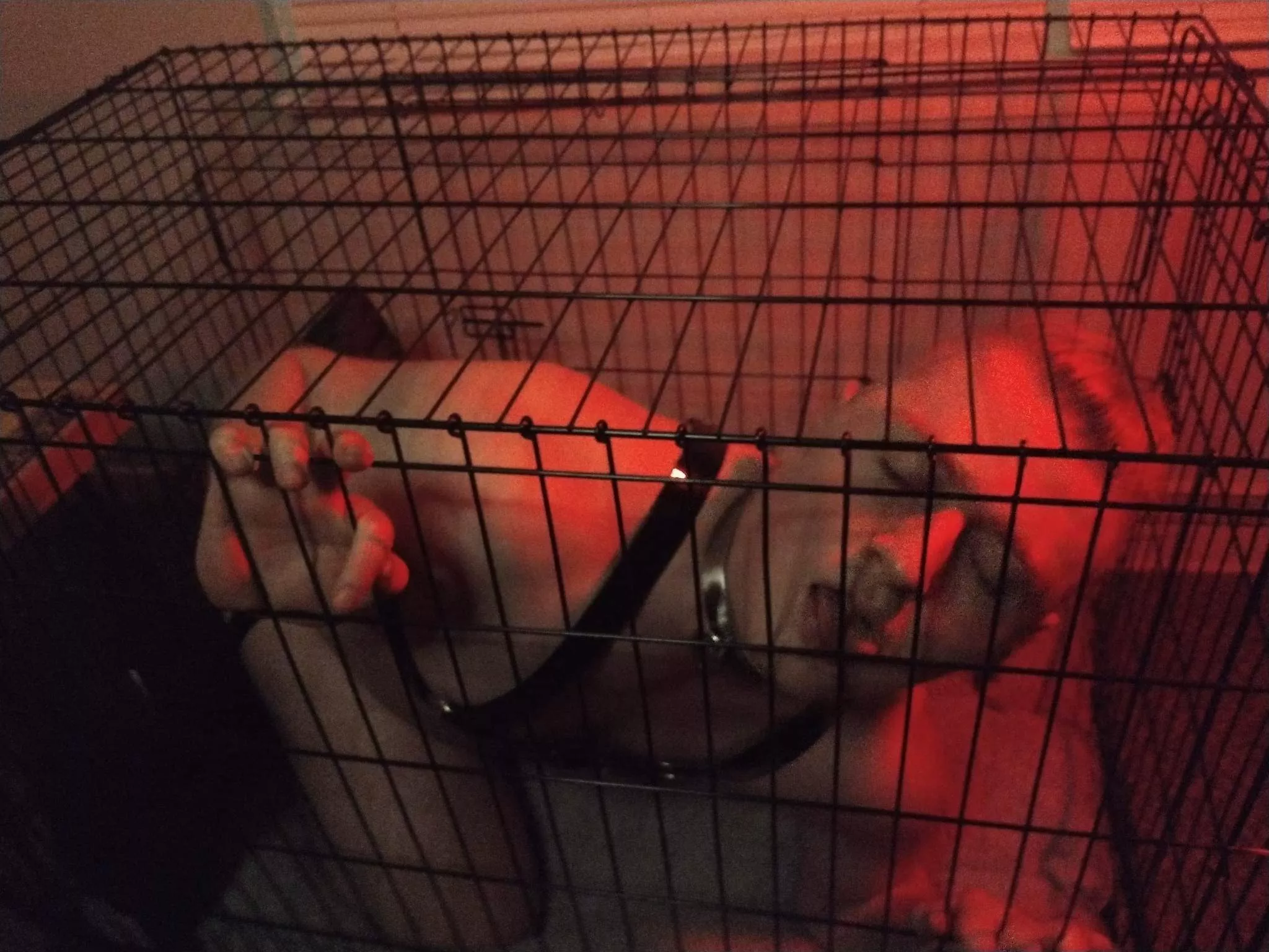 I promise I'll be a good boy if you let me out🐶❤️