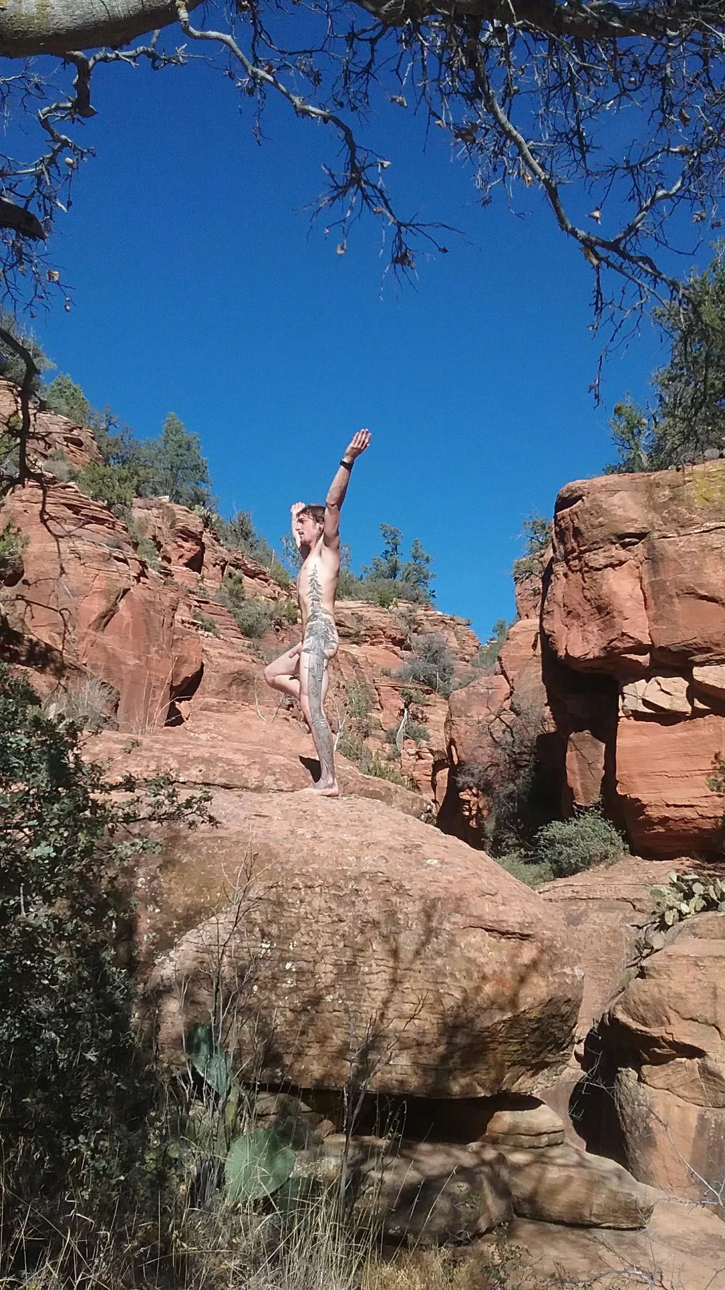 Redwood tree in the red rocks