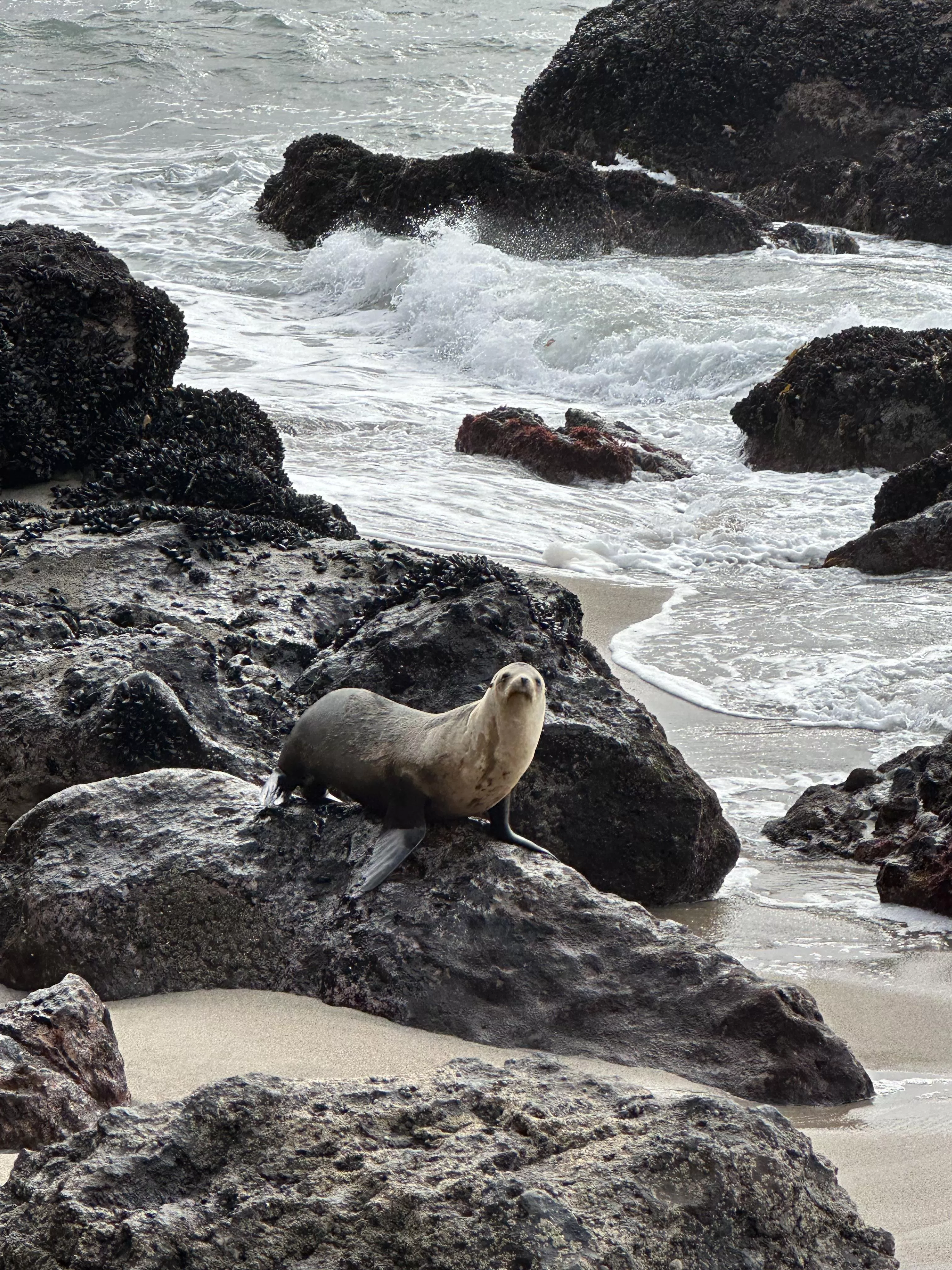Point Dume, Malibu sea lion