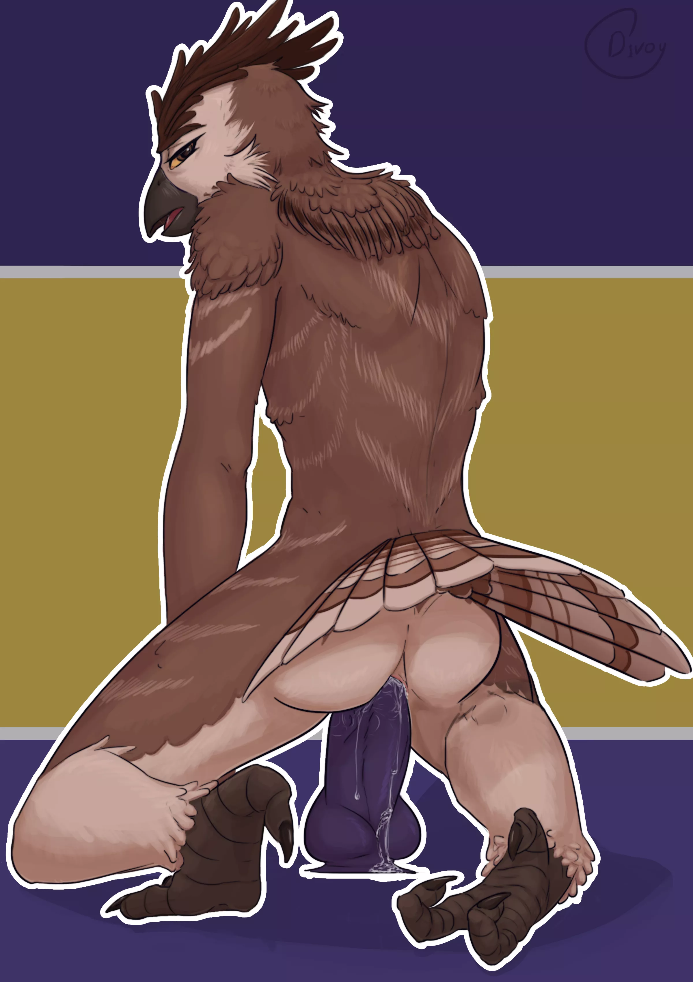 Owl Does a Ride (Divoy)