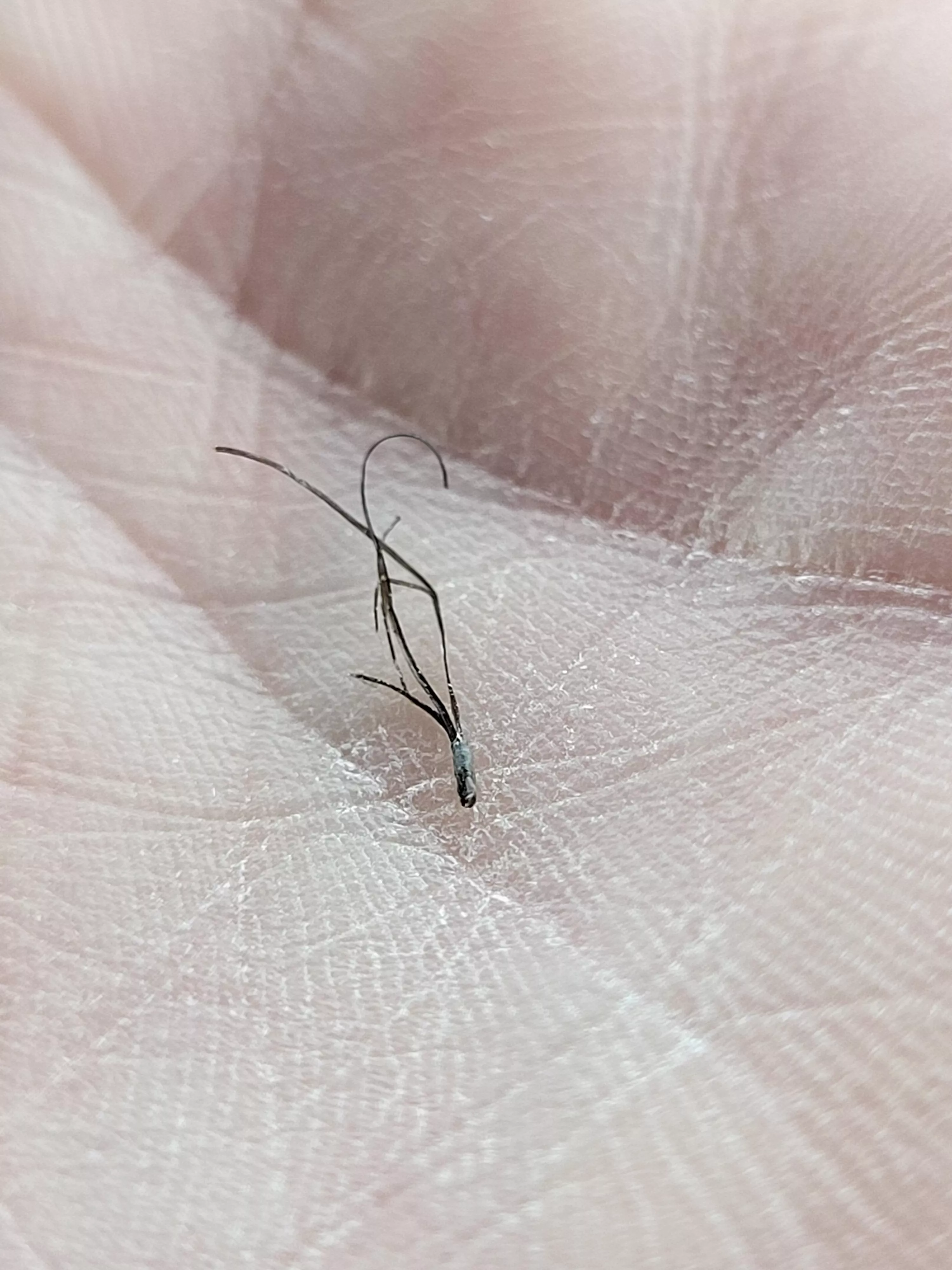 my boyfriend pulled this out of his beard. I can't get over how weird it looks
