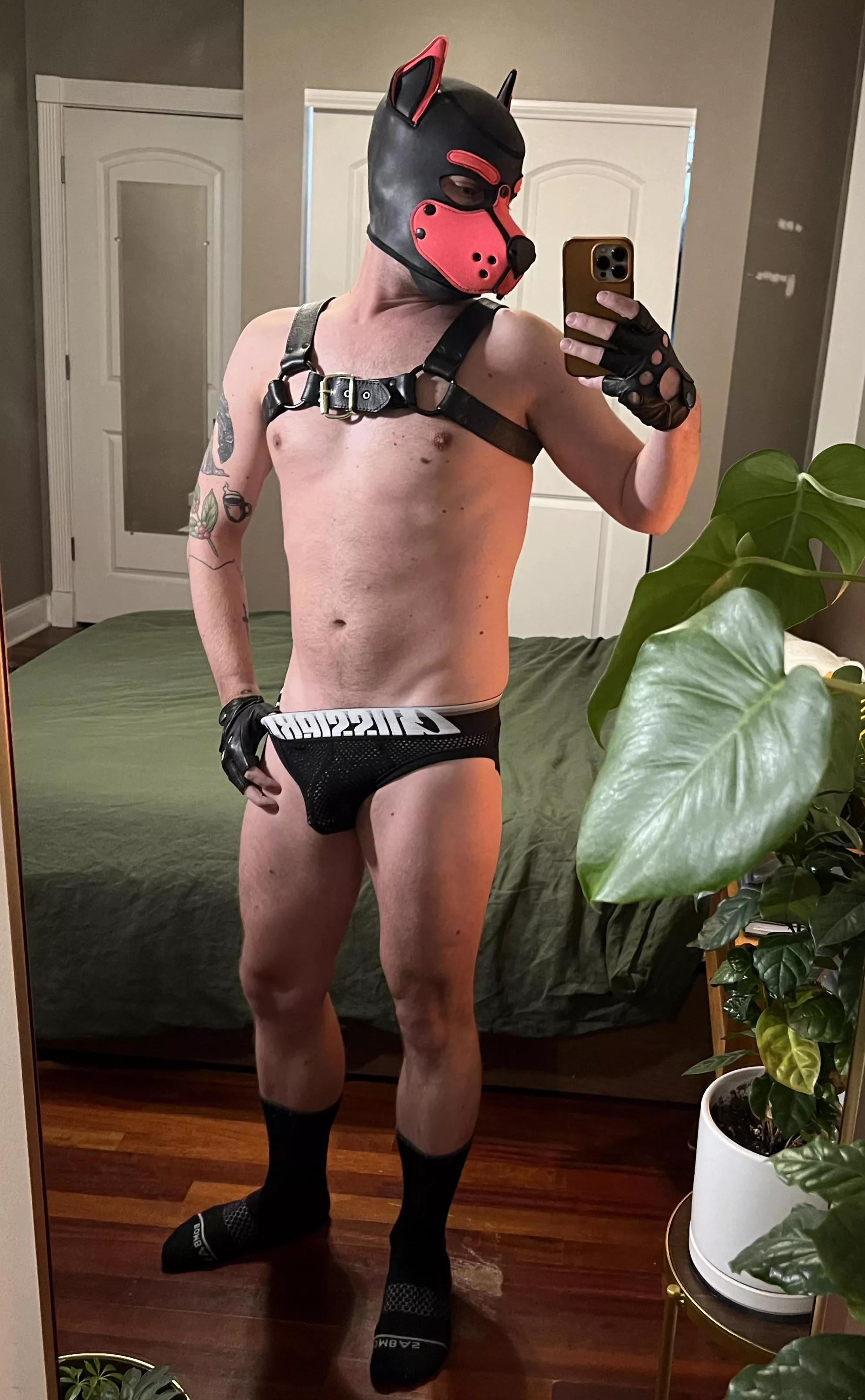 Just a pup vibing in his green room