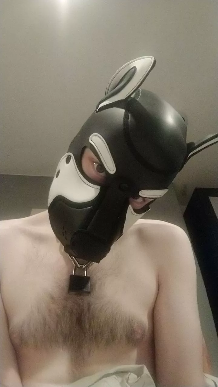 Bored pup, need friends to play with! 🐶 🥰