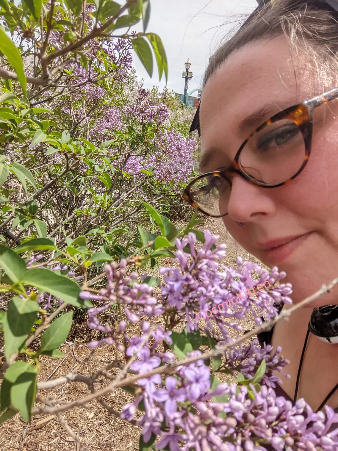Kitten loves to play in the flowers!