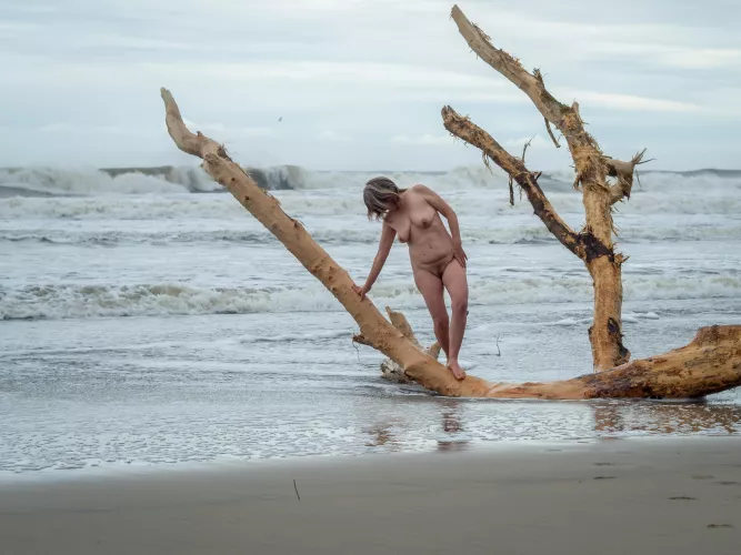 Driftwood (more in comments)