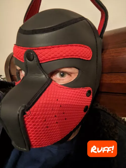 Feeling mischievous - drop one on the neighbors lawn or tear up the couch?