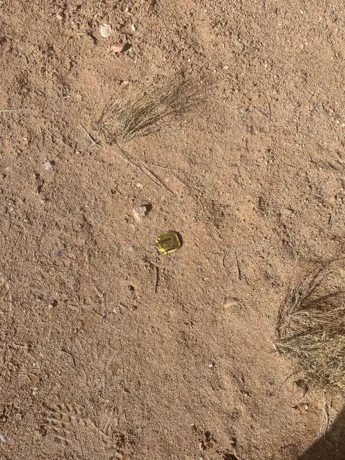 Saw this while I was hiking. Possible cruising going on?🤭