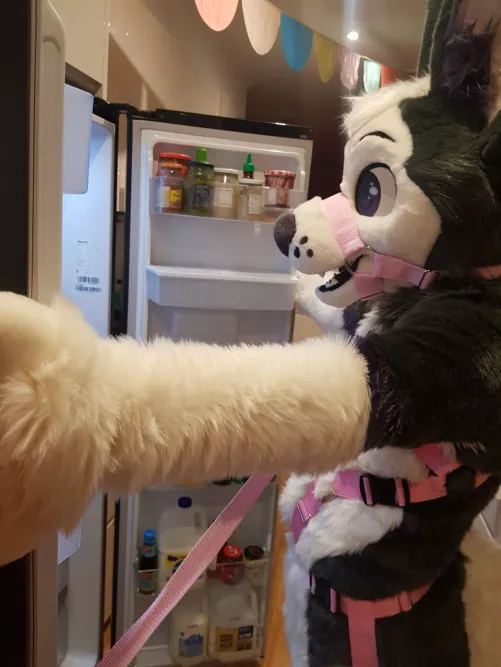 i am raiding the fridge, just try and stop me