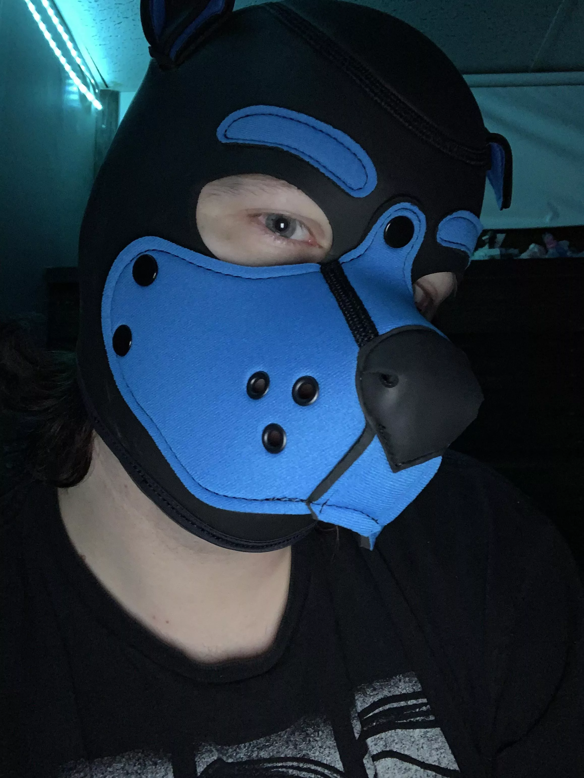 Got my first piece of pup gear!