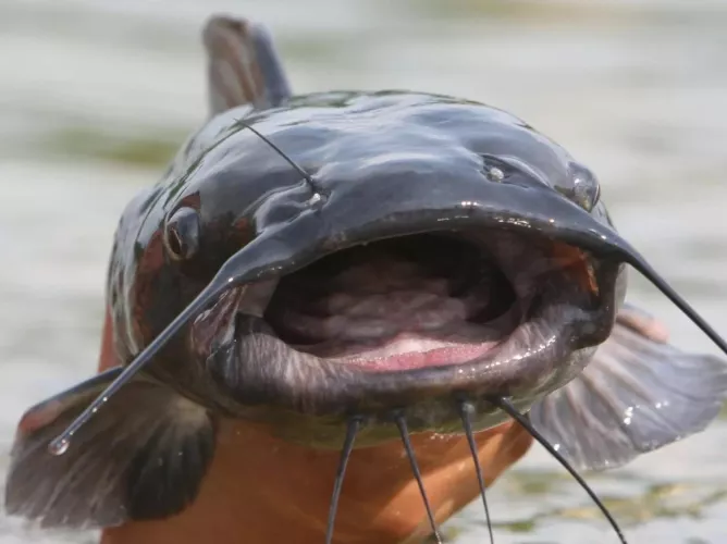 Suggestion: pls can we get auto mod to add a comment on posts that are not verified to warn users? Too many catfish profiles in here and people have fell victim for them. Thank you.