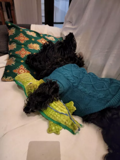 Frank with his toy crocodile