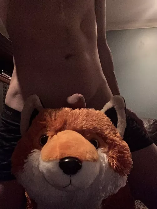 Fox and cock