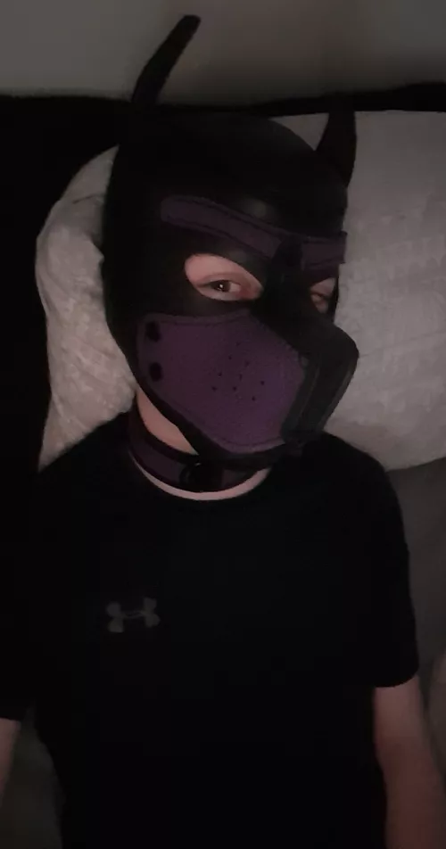 🐦 @GearTwink 🐶🐶