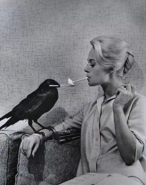 Old School Smoking. Tippi Hedren's cigarette lit by a crow on the set of The Birds, 1963.