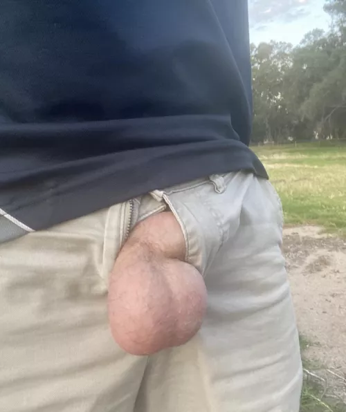 Letting the boys out while on a walk.