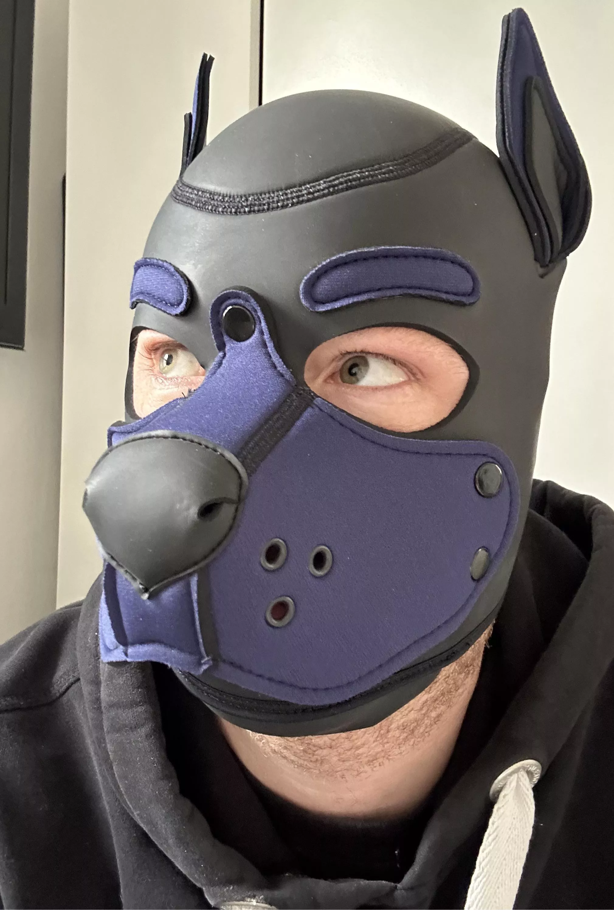 Pups first hood has arrived today. So happy with it.