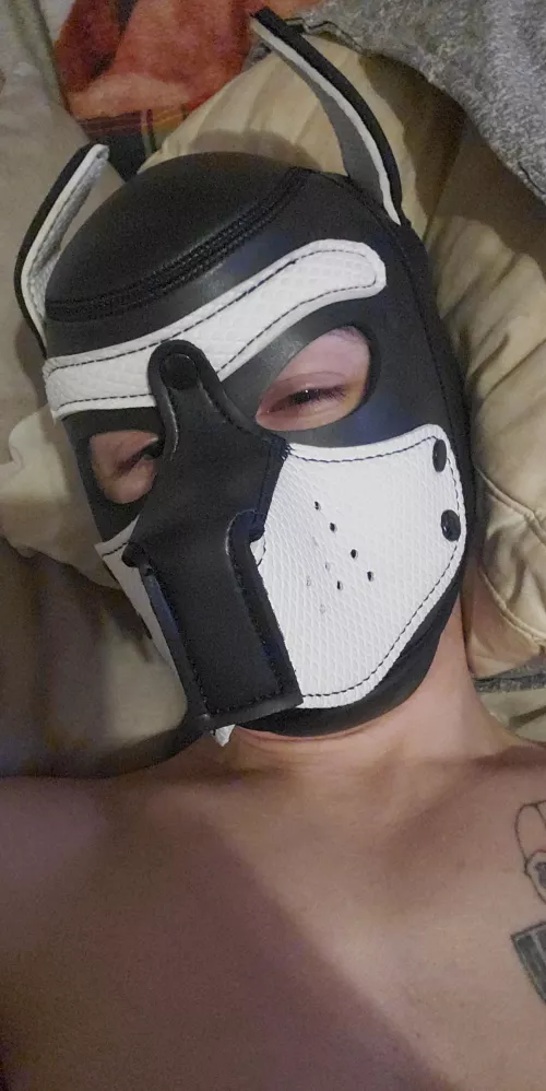 It's hump day and this pup is ready!!!!