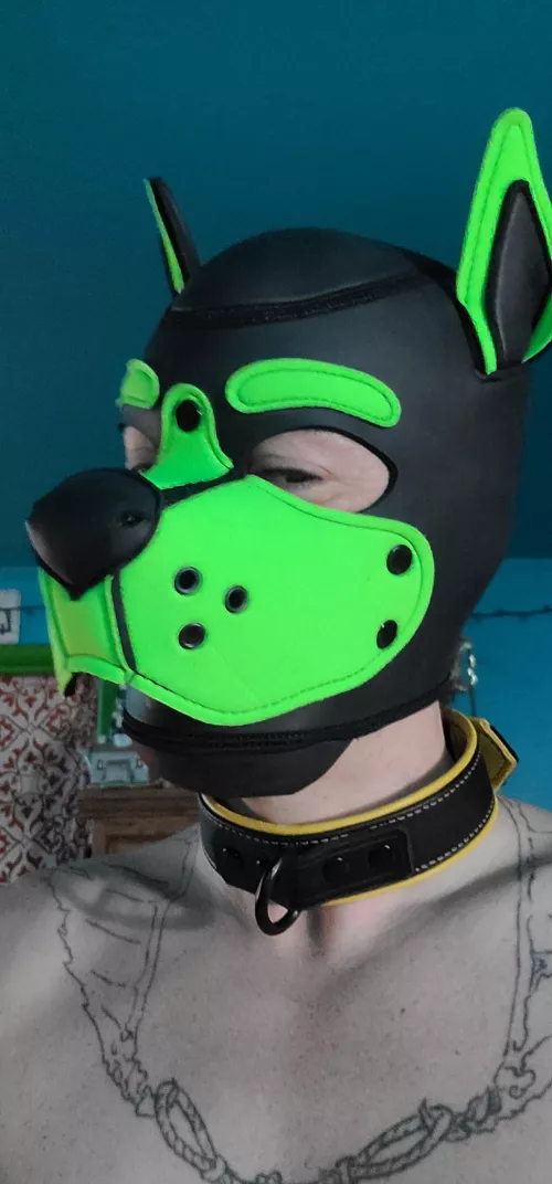 my husband just bought me a pup hood. new to try, not new to the scene.