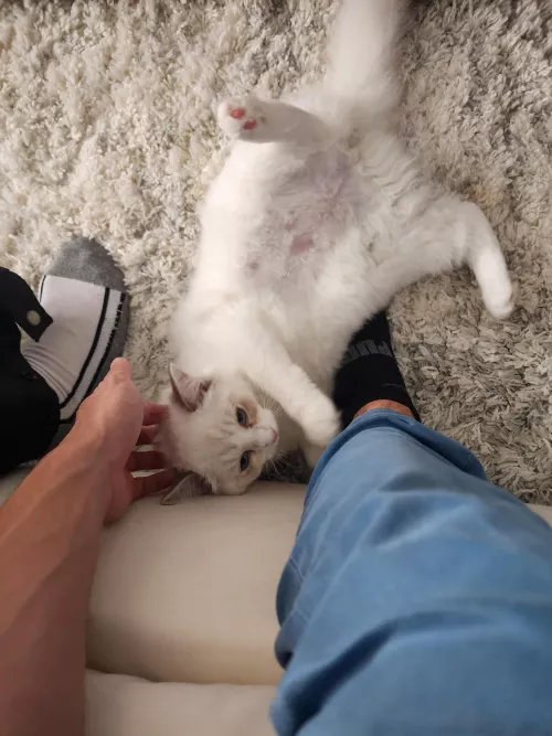 Can't go wrong with cats