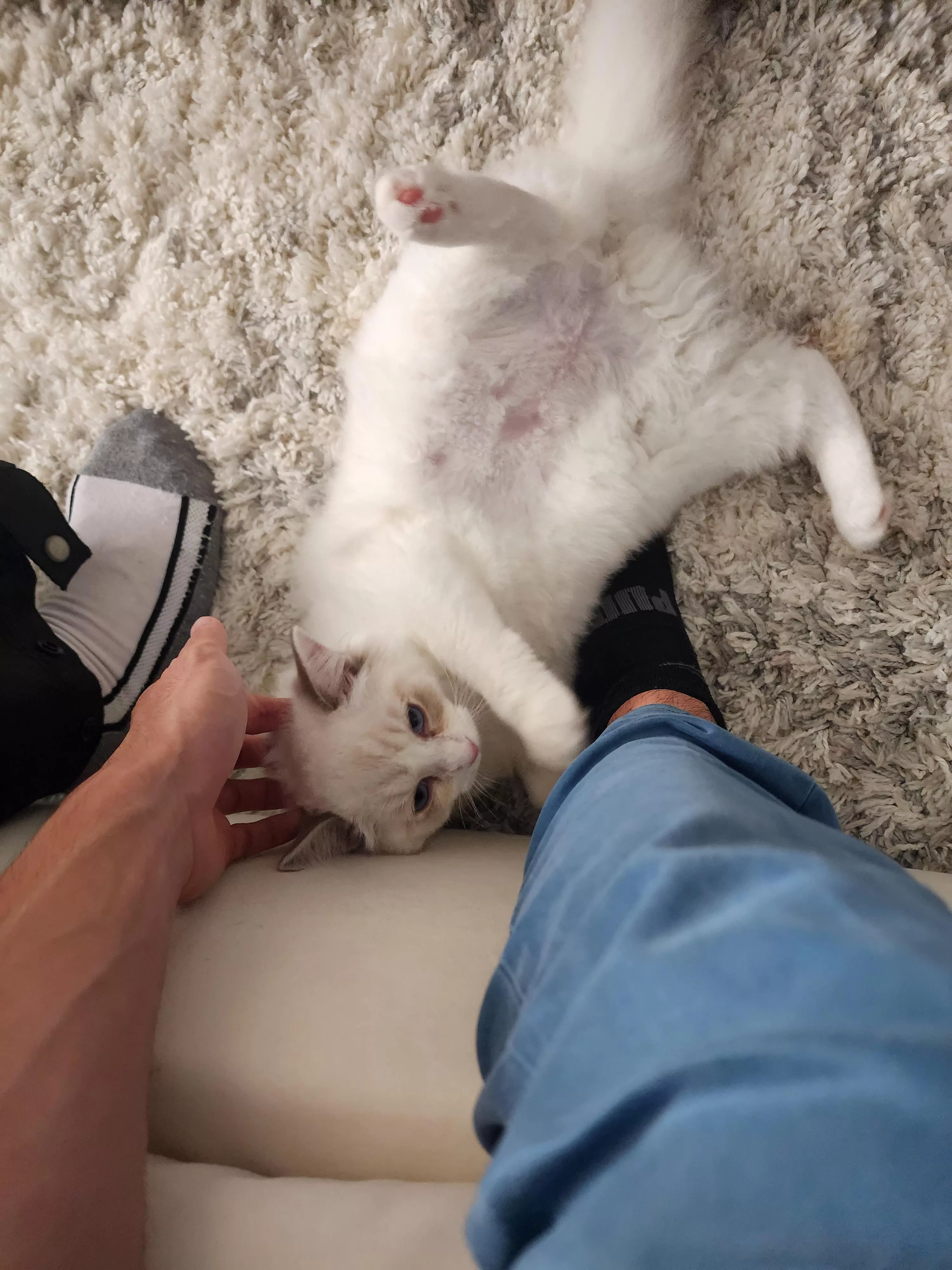 Can't go wrong with cats