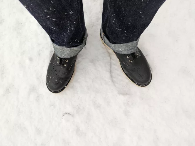 RedWings in the Snow