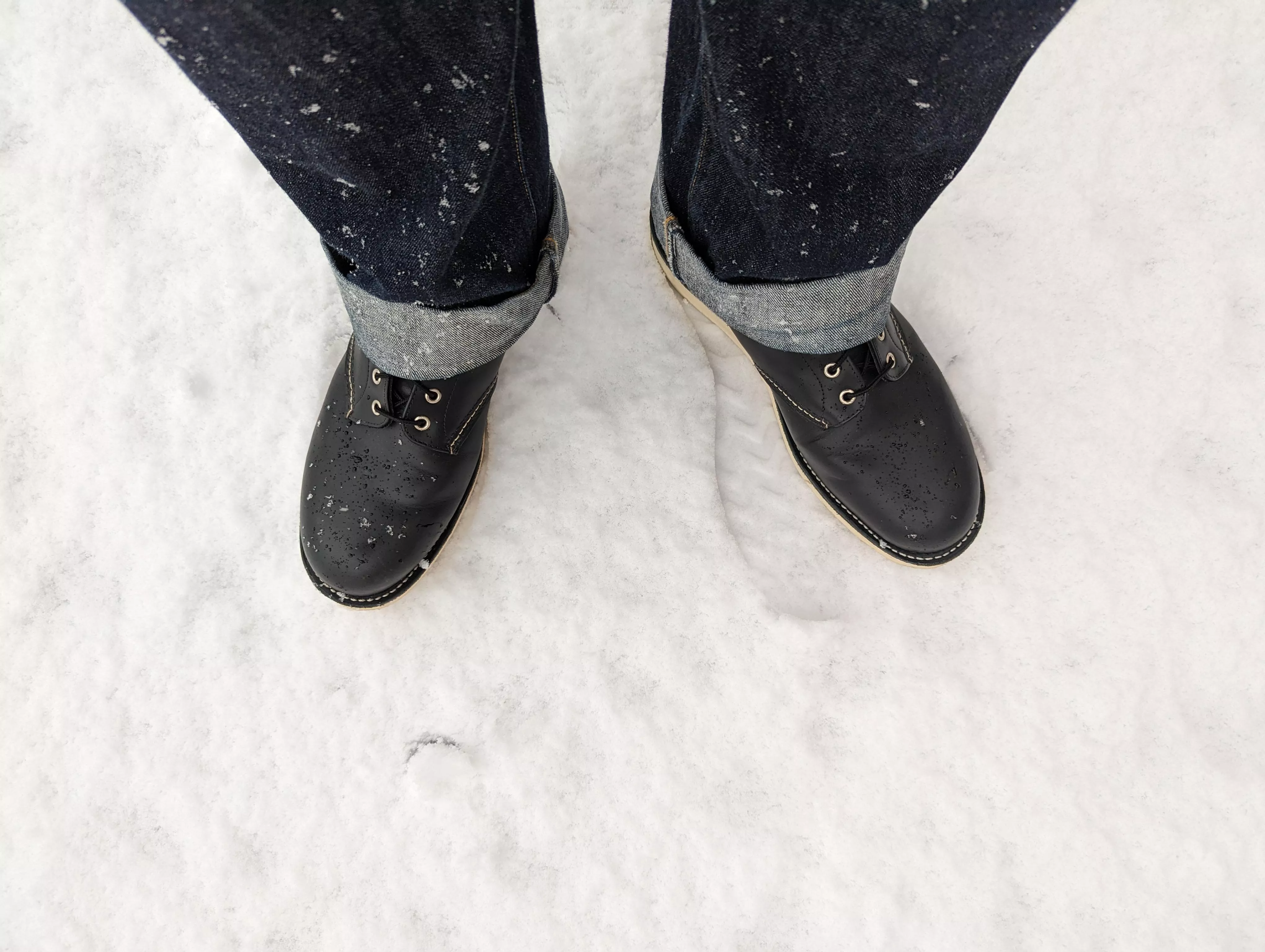 RedWings in the Snow