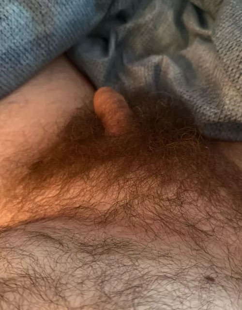 Little hairy Sunday softie