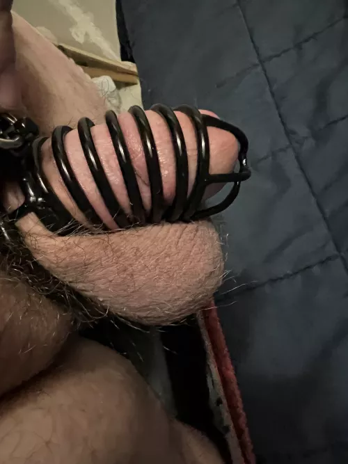 today marks six months of permanent chastity. only unlocked for cleanings and shaving. watching endless sissy chastity hypno videos along with being locked this long has made me crave being locked up.