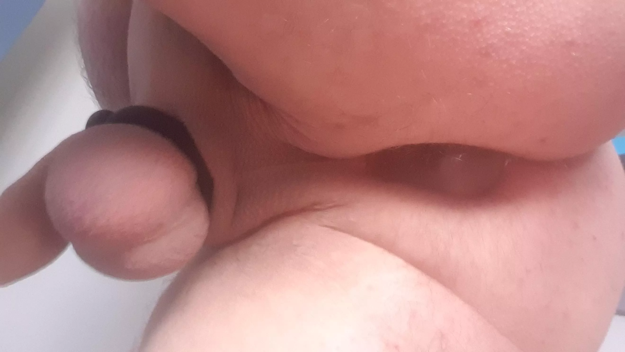 Freshly shaved, plugged, and ringed, ready for the trip to the shops.