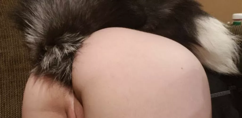 New here with my foxxy tail 🦊