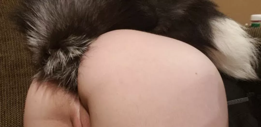 New here with my foxxy tail 🦊